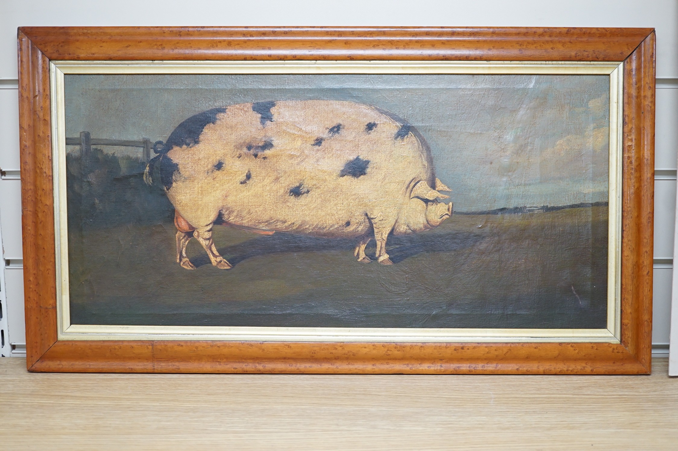 English School, oil on canvas, Primitive study of a prize pig in a landscape, 27 x 58cm, maple framed